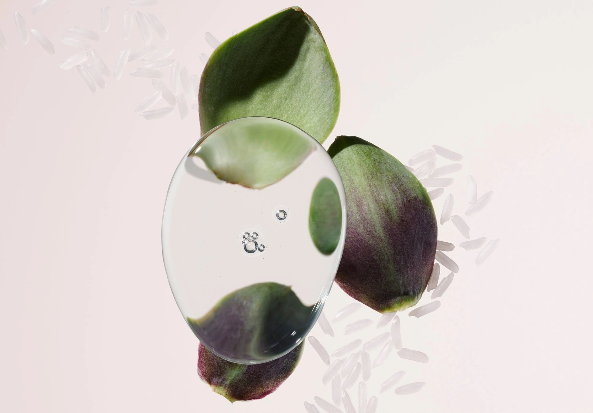 Dark green leaves and a clear glass disc on a blush background