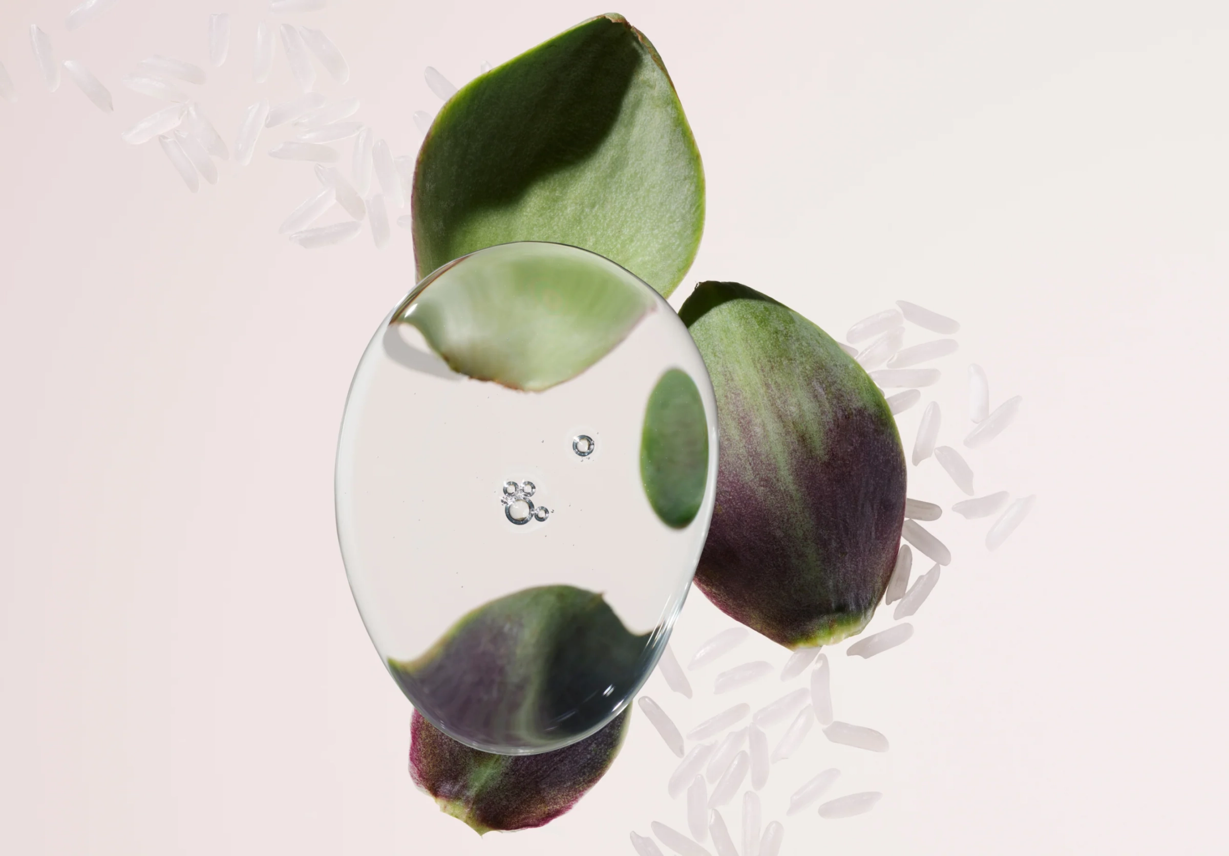 Dark green leaves and a clear glass disc on a blush background with scattered rice grains